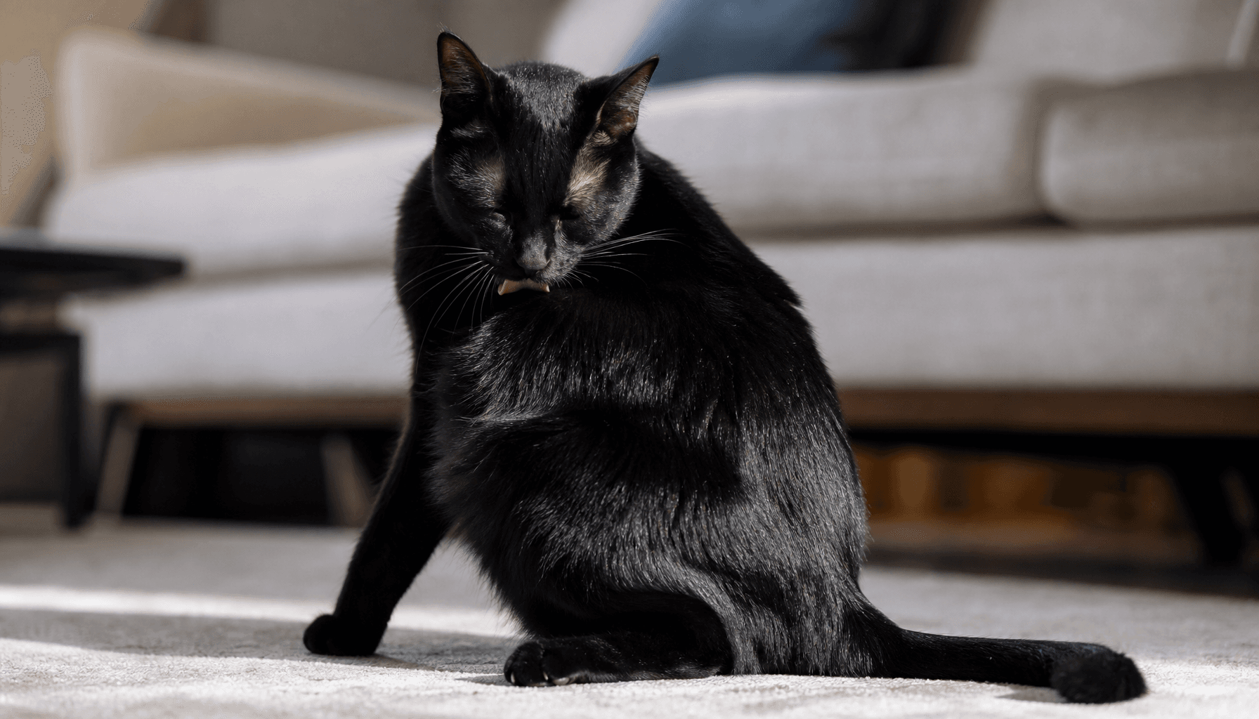 The Not-So-Secret Secrets to a Healthier Cat Coat