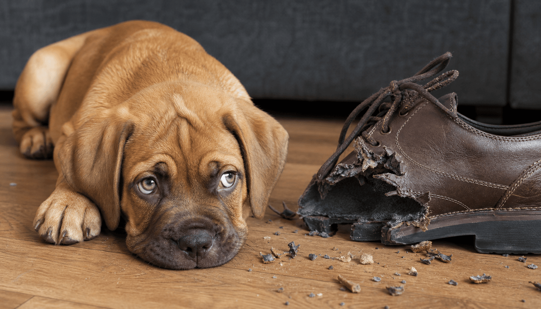 I Lost $600 in Shoes Before My Puppy Learned to Stop Chewing — Don't Be Me