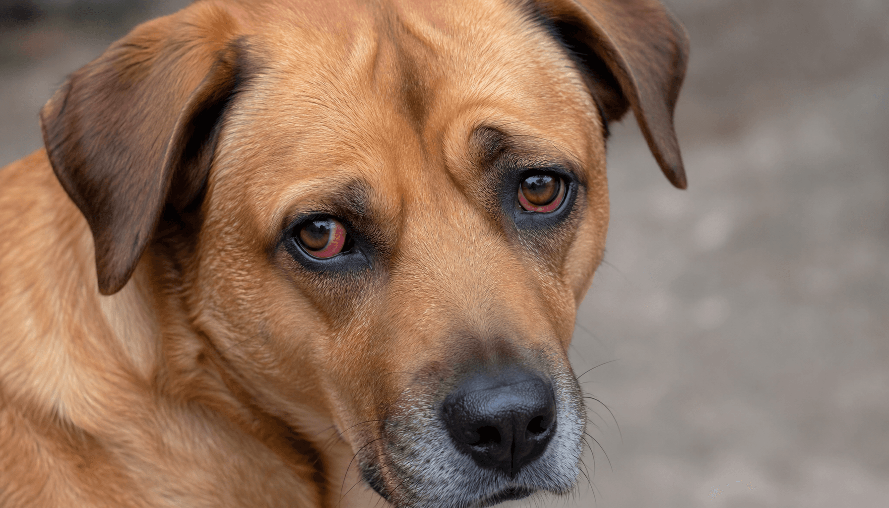 Why Are My Dog's Eyes Suddenly Red? Let's Figure This Out.